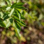 Fraxinus uhdei Folha