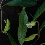 Philodendron surinamense Flower