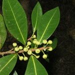 Ficus americana Fruit