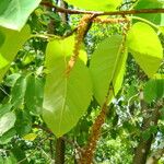 Amelanchier canadensis Лист