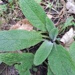 Verbascum phoeniceum Leaf