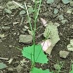 Alliaria petiolata Vaisius