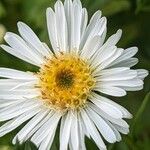 Symphyotrichum lanceolatum Квітка