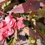 Combretum kraussii Çiçek