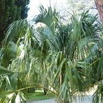 Sabal causiarum Leaf