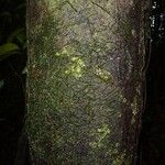 Pouteria cayennensis Kabuk