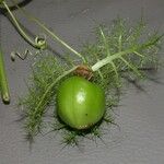 Passiflora foetida Fruit