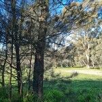 Casuarina cunninghamianaKoor