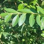 Ligustrum ovalifolium Lapas