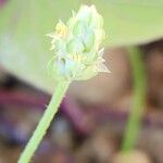 Plantago amplexicaulis Квітка