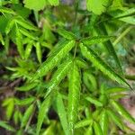 Cicuta maculata Blatt