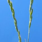Nardus stricta Flower