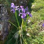 Iris latifolia Flor