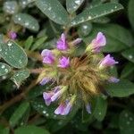 Desmodium barbatum Flower
