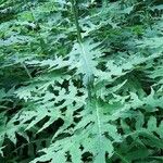 Cirsium alsophilum Leaf