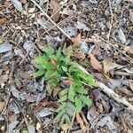 Vachellia cornigera Leht