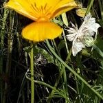 Eschscholzia caespitosa Virág