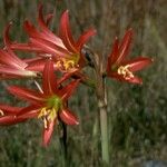 Rhodophiala advena Flower