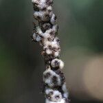 Osodendron altissimum Bark