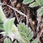 Astragalus sesameus Leaf