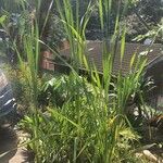 Acorus calamus Blad