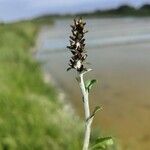 Gnaphalium americanum Flower