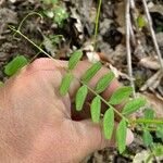 Vicia laeta 叶