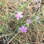 Phlox longifolia Fleur