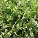 Achillea clypeolata Hábitos