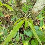 Angraecum calceolus आदत