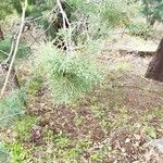 Juniperus virginiana Blad