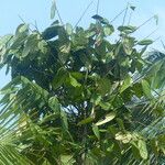 Theobroma cacao Leaf