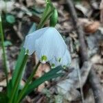 Leucojum vernumFlower