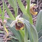 Ophrys holosericea Fleur