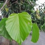 Reutealis trisperma Leaf