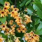 Pterocarpus rohrii Fleur