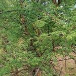 Senegalia senegal Лист