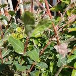 Salix integra Frunză