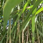 Miscanthus × longiberbis Blad