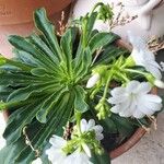 Lewisia cotyledon ফুল