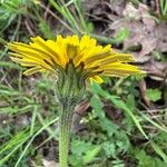 Leontodon tuberosus Flor
