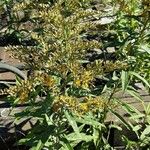 Solidago gigantea 花