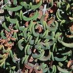 Pellaea ternifolia List