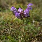 Prunella hastifolia Квітка