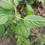 Urtica morifolia Feuille