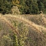 Setaria faberi Blomst