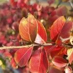 Combretum apiculatum Blatt