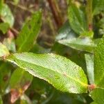 Ribes nigrum Folha