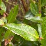 Ribes nigrum Leaf