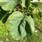 Cercis occidentalis Hostoa